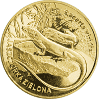 Jaszczurka zielona